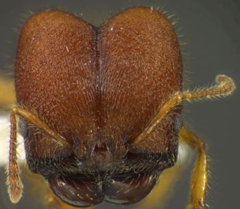 Media type: image;   Entomology 34201 Aspect: head frontal view